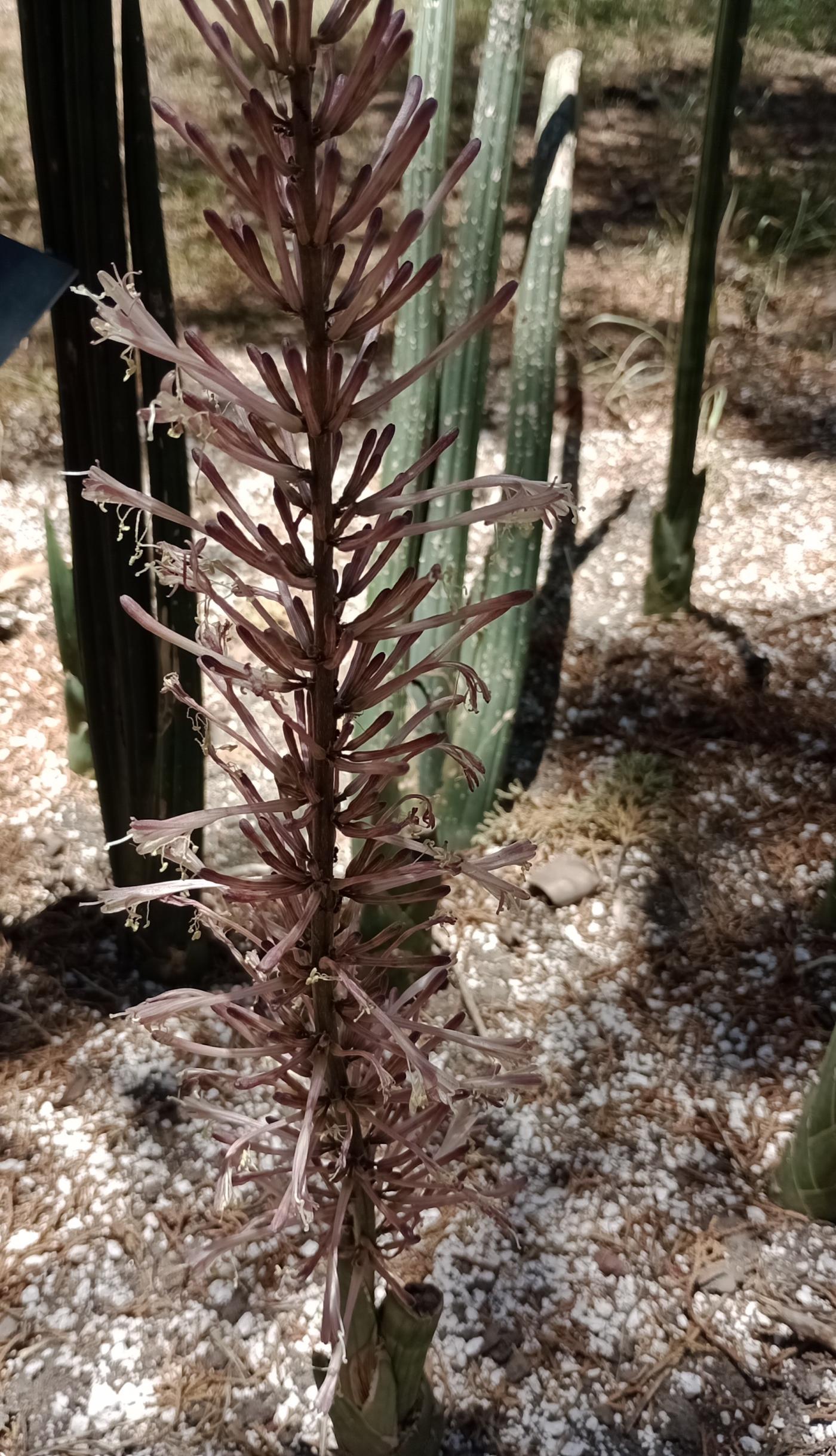 Sansevieria cylindrica image