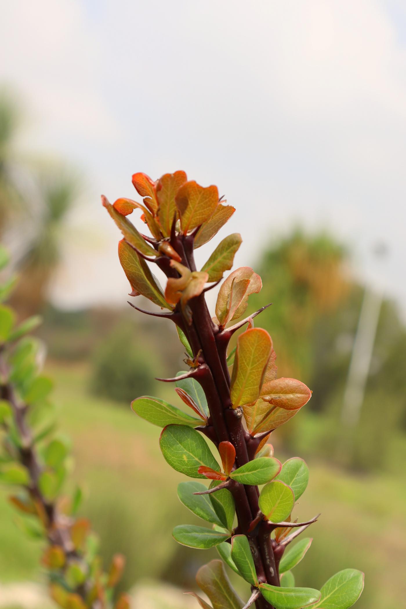 Fouquieria ochoterenae image