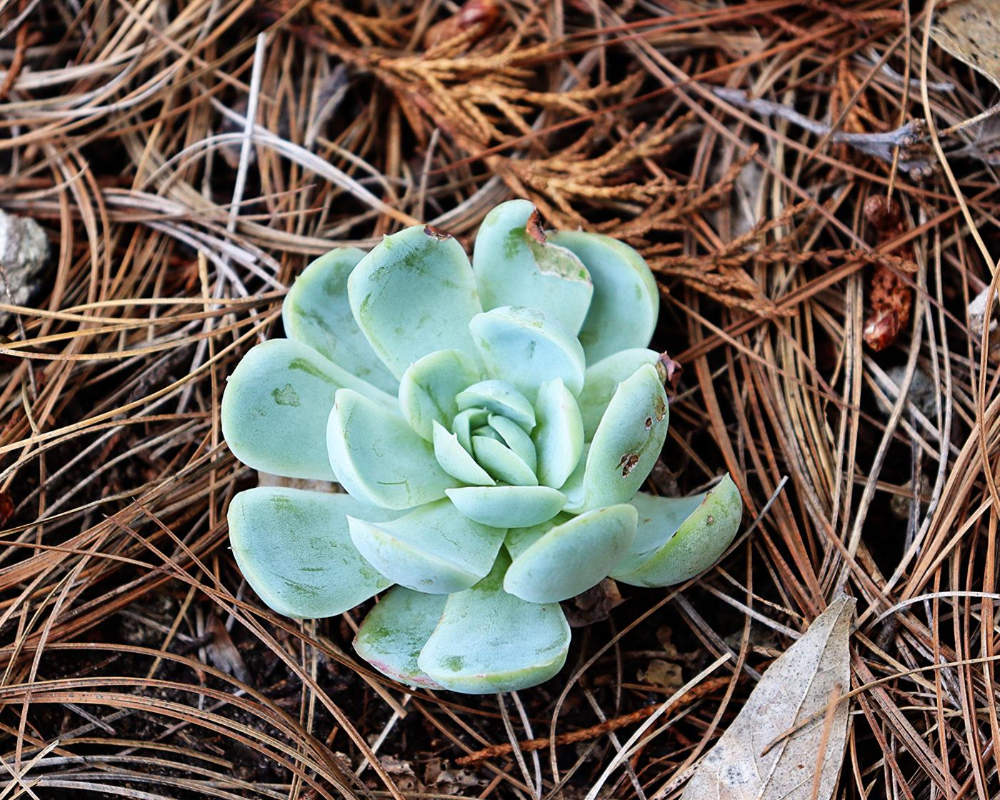 Echeveria elegans image