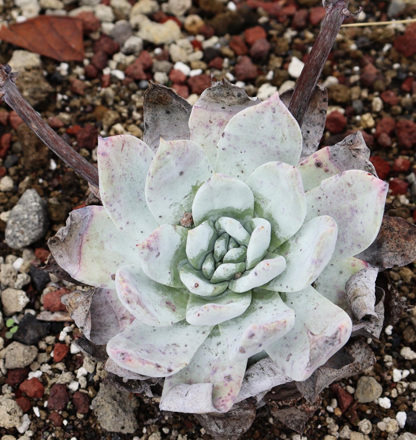 Dudleya brittonii image