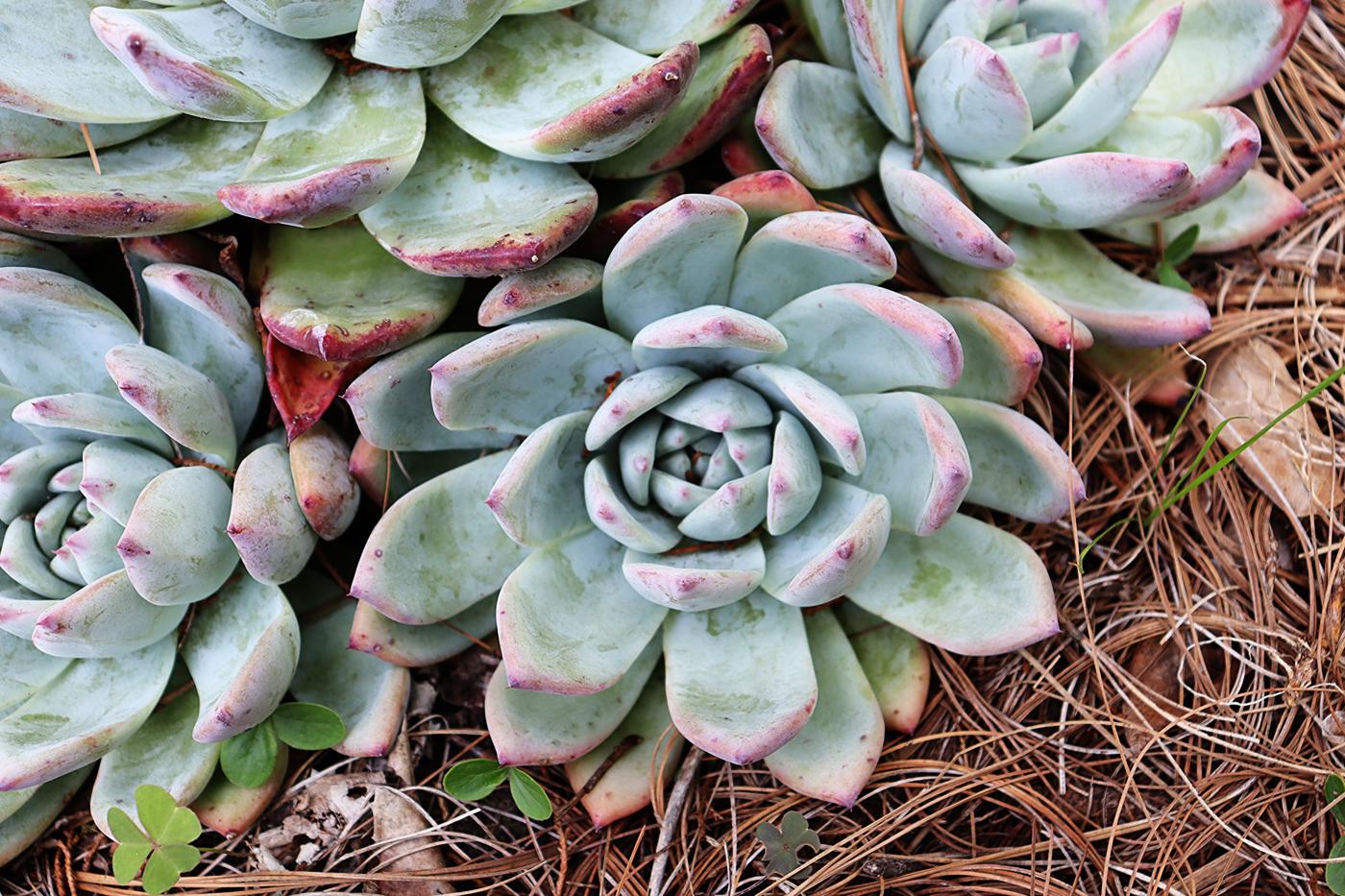 Echeveria colorata image