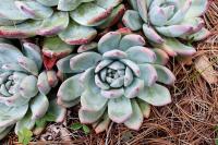 Echeveria colorata image