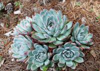 Echeveria colorata image