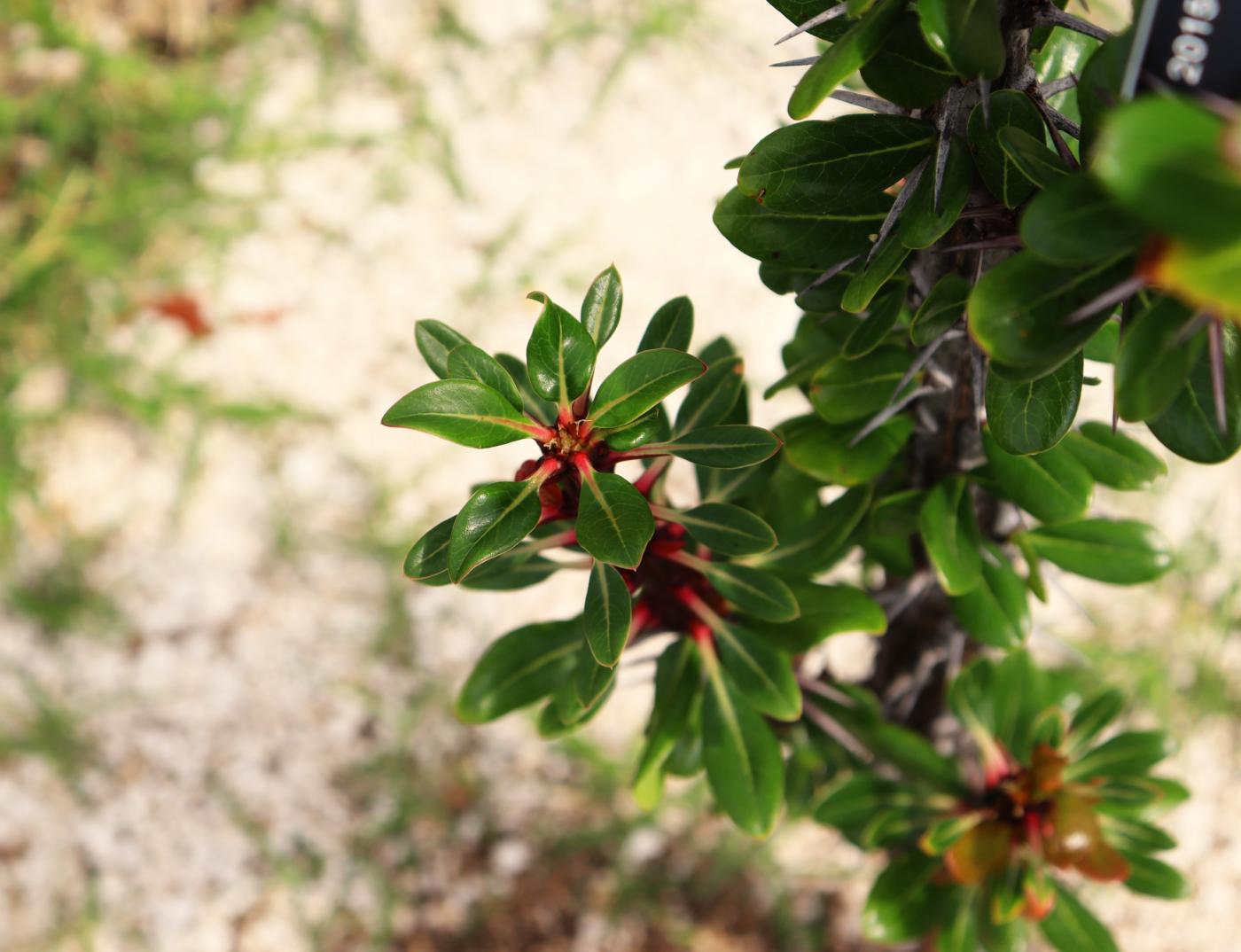 Fouquieria formosa image