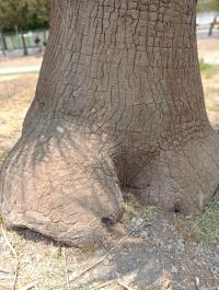 Beaucarnea recurvata image