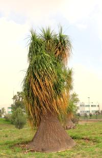 Beaucarnea recurvata image