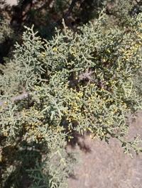 Cupressus arizonica image