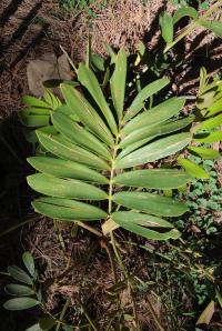 Zamia furfuracea image