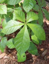 Oreopanax echinops image