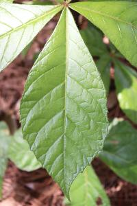 Oreopanax echinops image