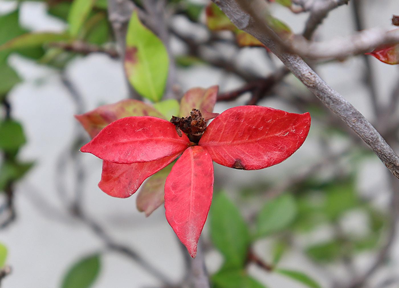 Trachelospermum asiaticum image
