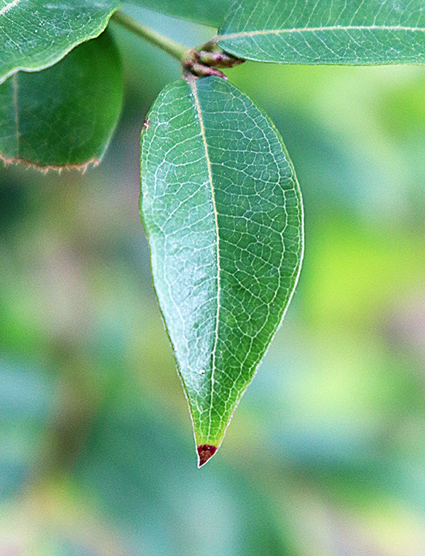 Plinia cauliflora image