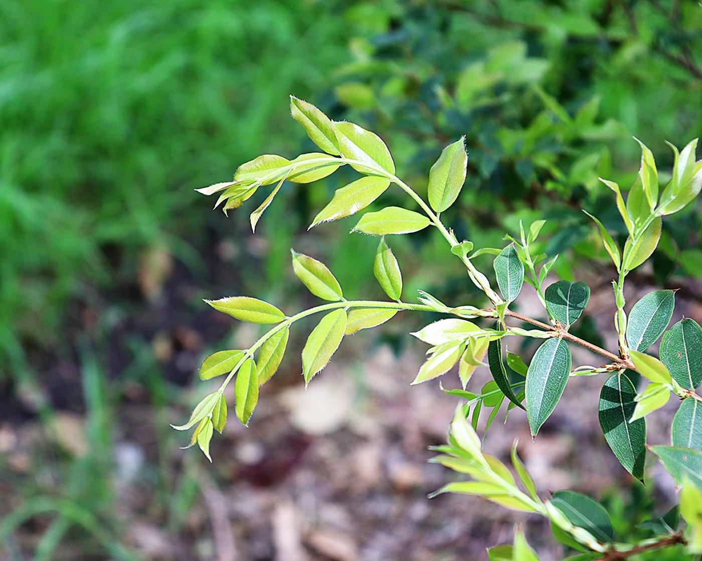 Plinia cauliflora image