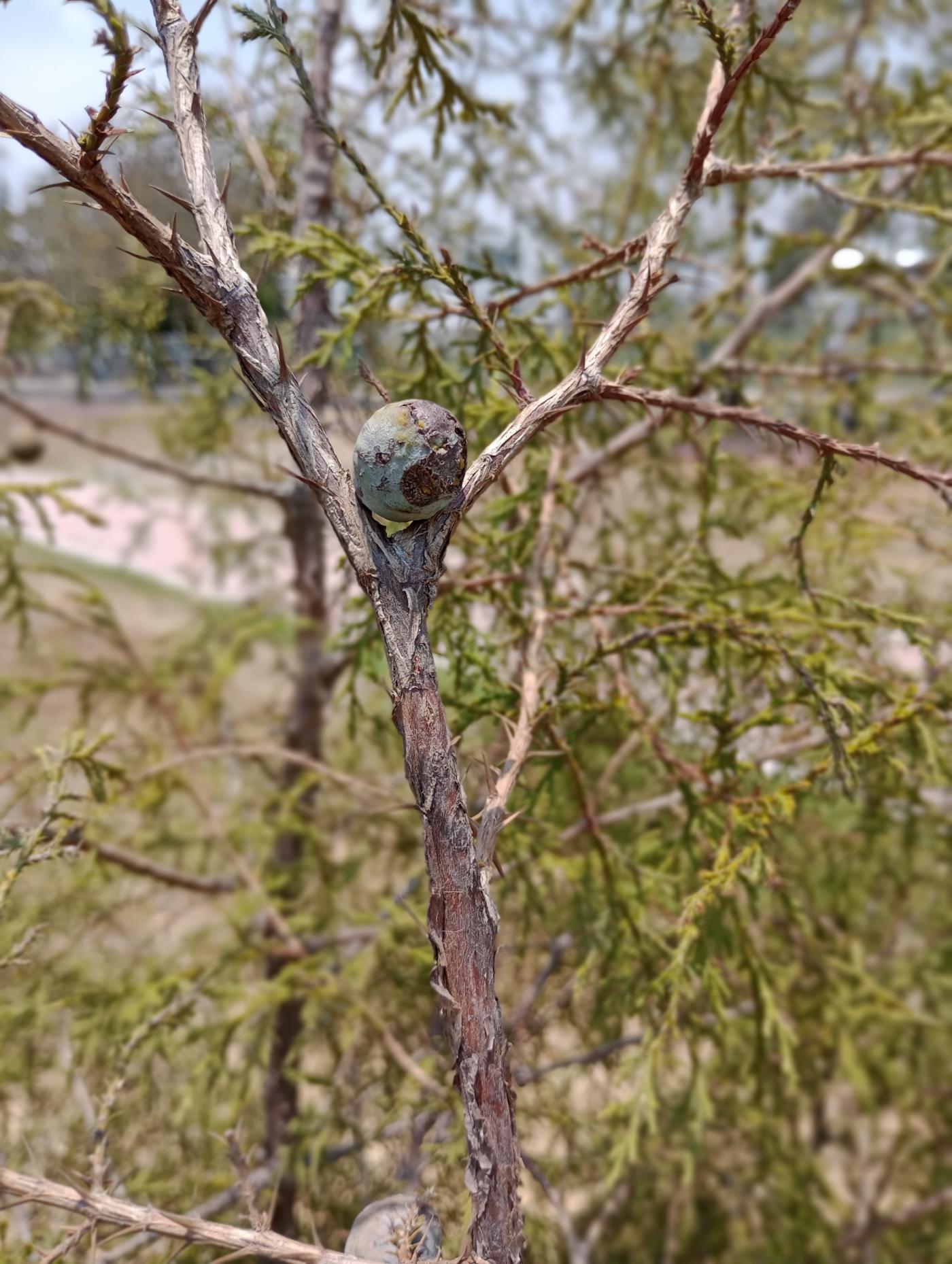 Juniperus poblana image