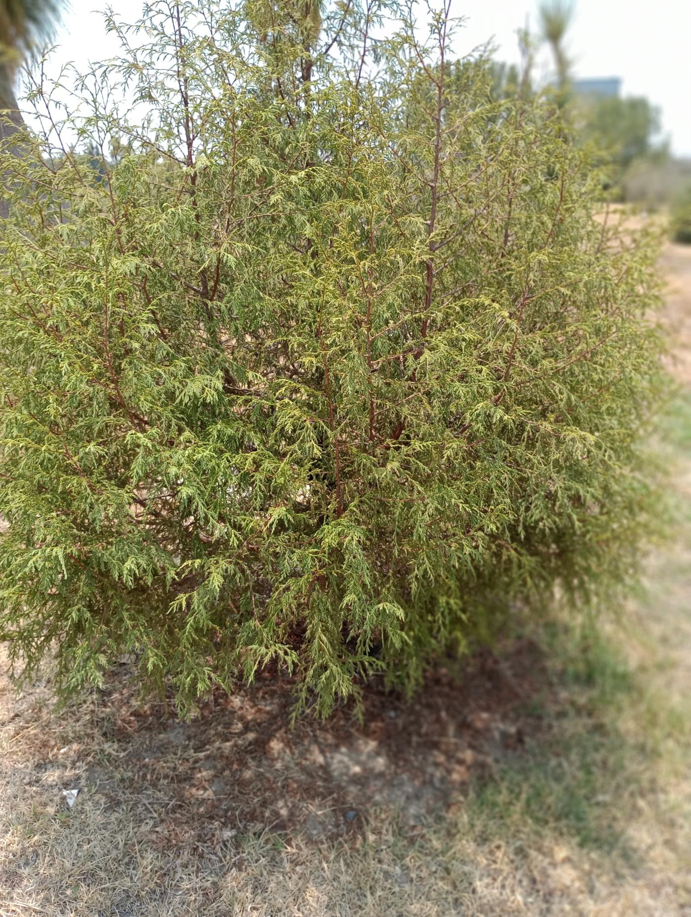 Juniperus poblana image