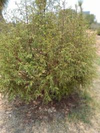Juniperus poblana image