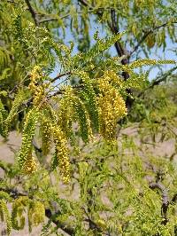Neltuma juliflora image