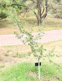 Quercus brandegeei image