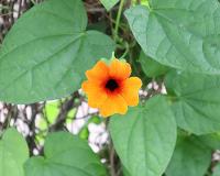 Thunbergia alata image