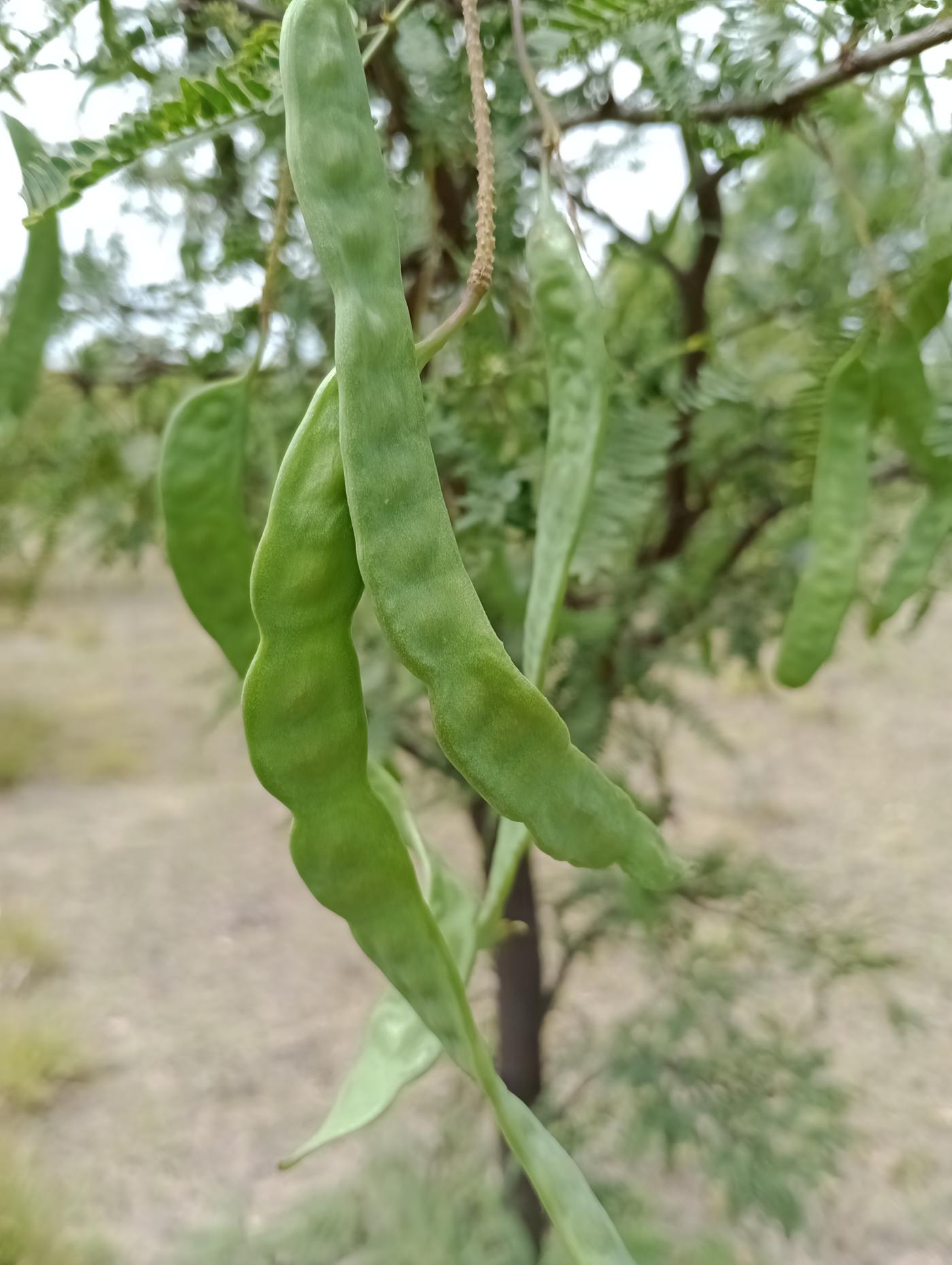 Neltuma juliflora image
