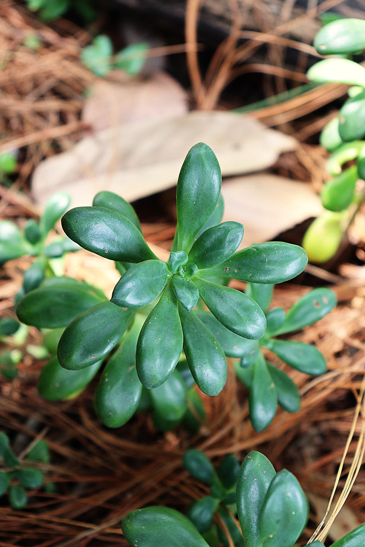 Echeveria amphoralis image
