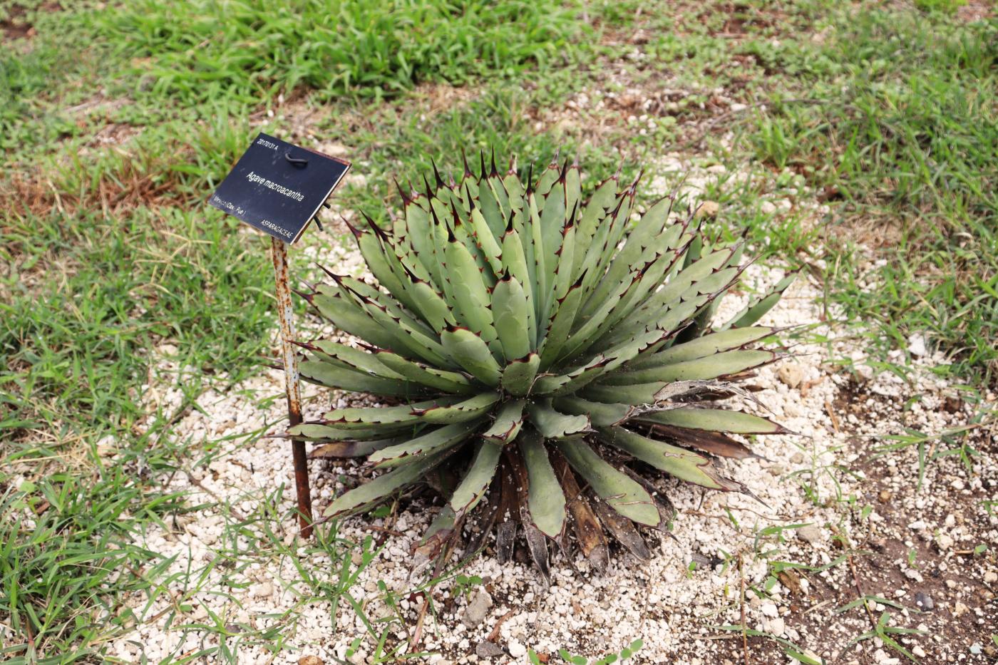 Agave macroacantha image