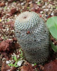 Mammillaria rhodantha image