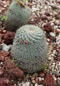 Mammillaria rhodantha image