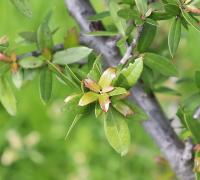 Quercus brandegeei image