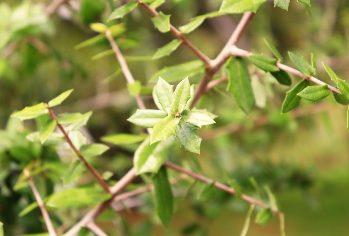 Quercus brandegeei image