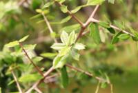 Quercus brandegeei image