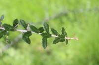 Quercus brandegeei image
