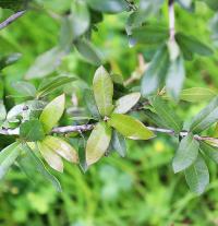 Quercus brandegeei image