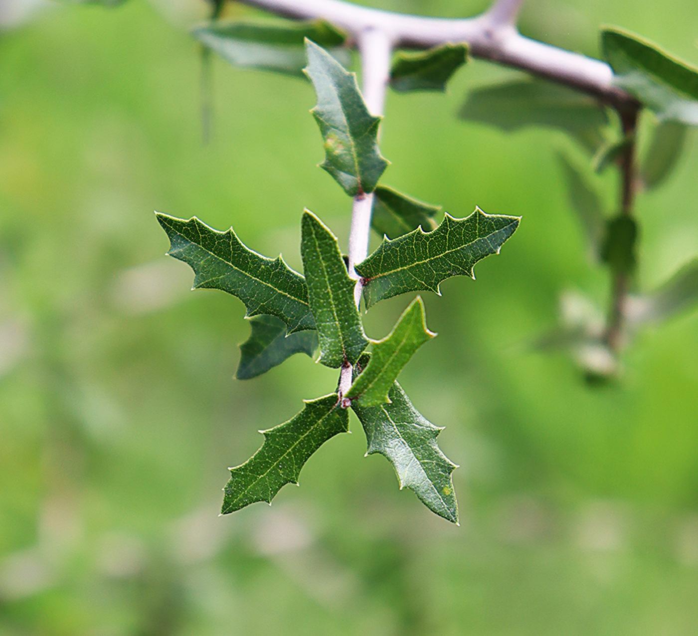 Quercus brandegeei image