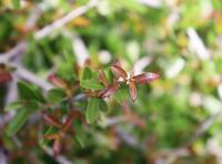Quercus brandegeei image