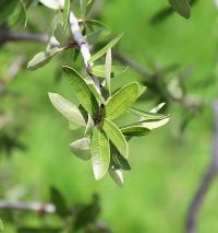 Quercus brandegeei image