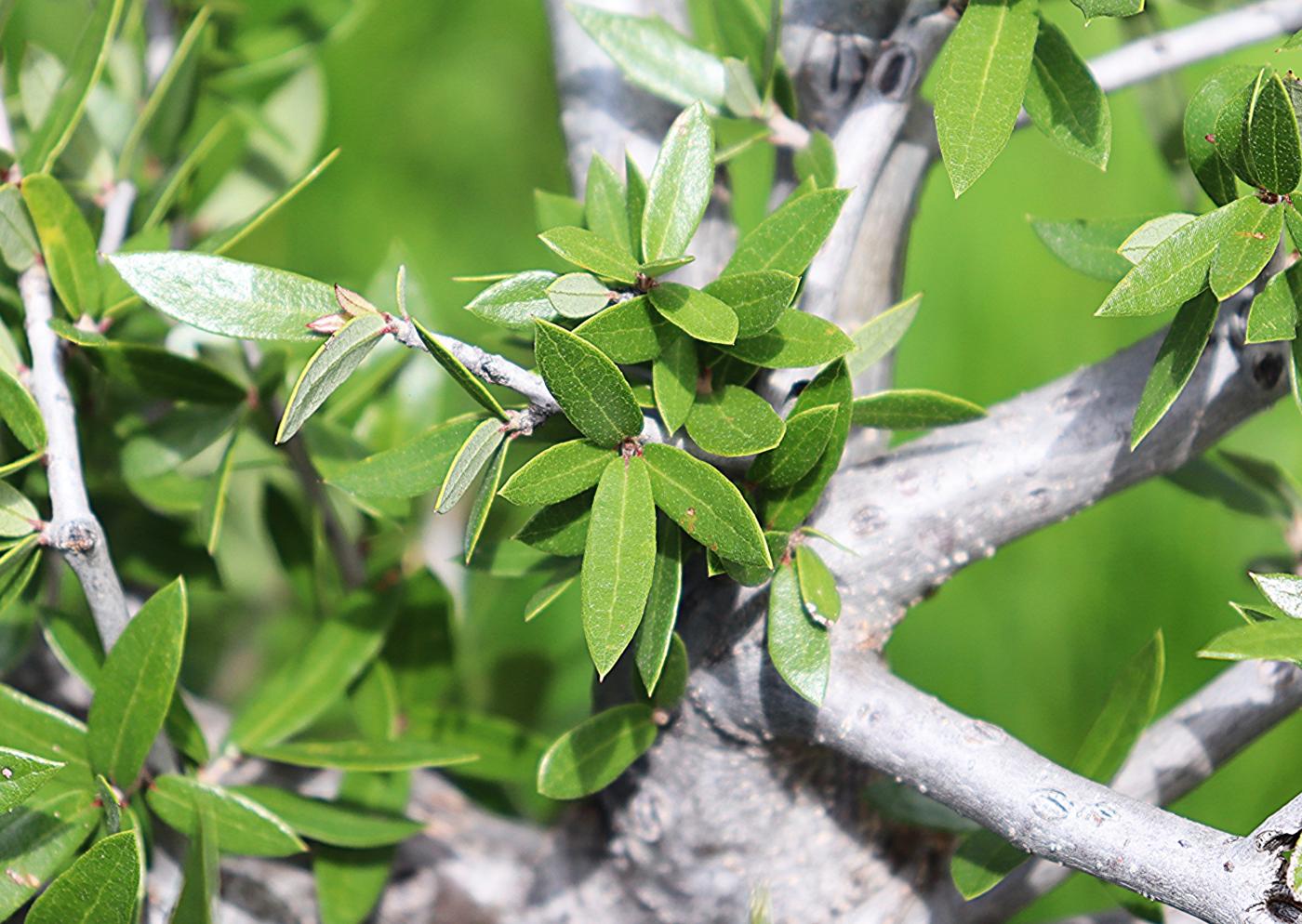 Quercus brandegeei image