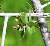 Quercus brandegeei image