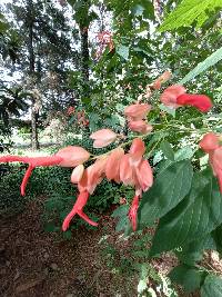 Salvia sessei image