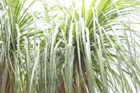 Beaucarnea recurvata image