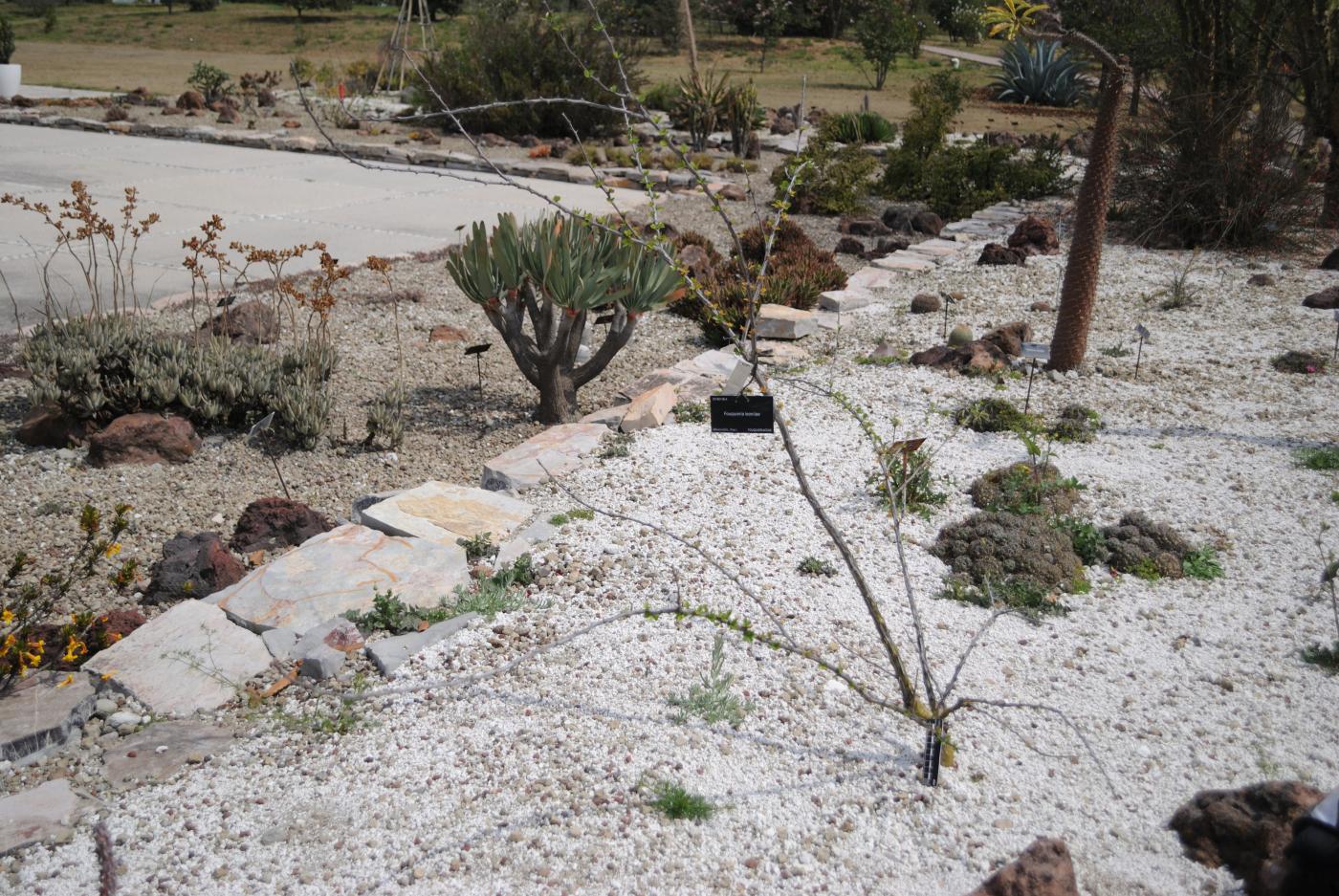 Fouquieria leonilae image