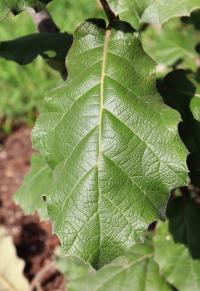 Quercus conzattii image