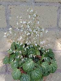 Saxifraga stolonifera image