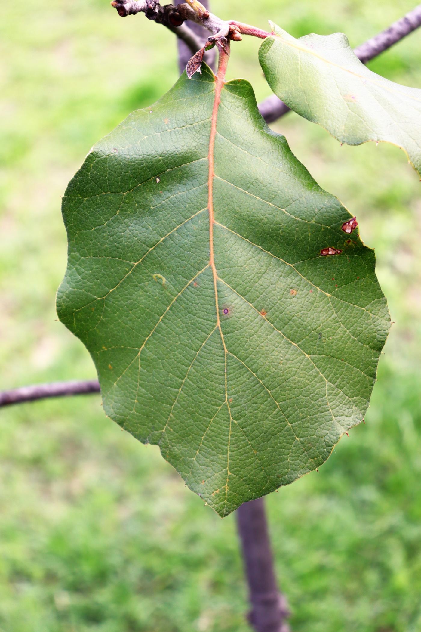 Quercus conzattii image