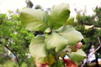 Quercus conzattii image