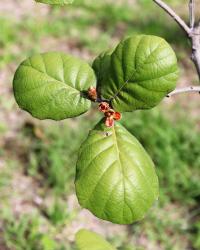 Quercus conzattii image