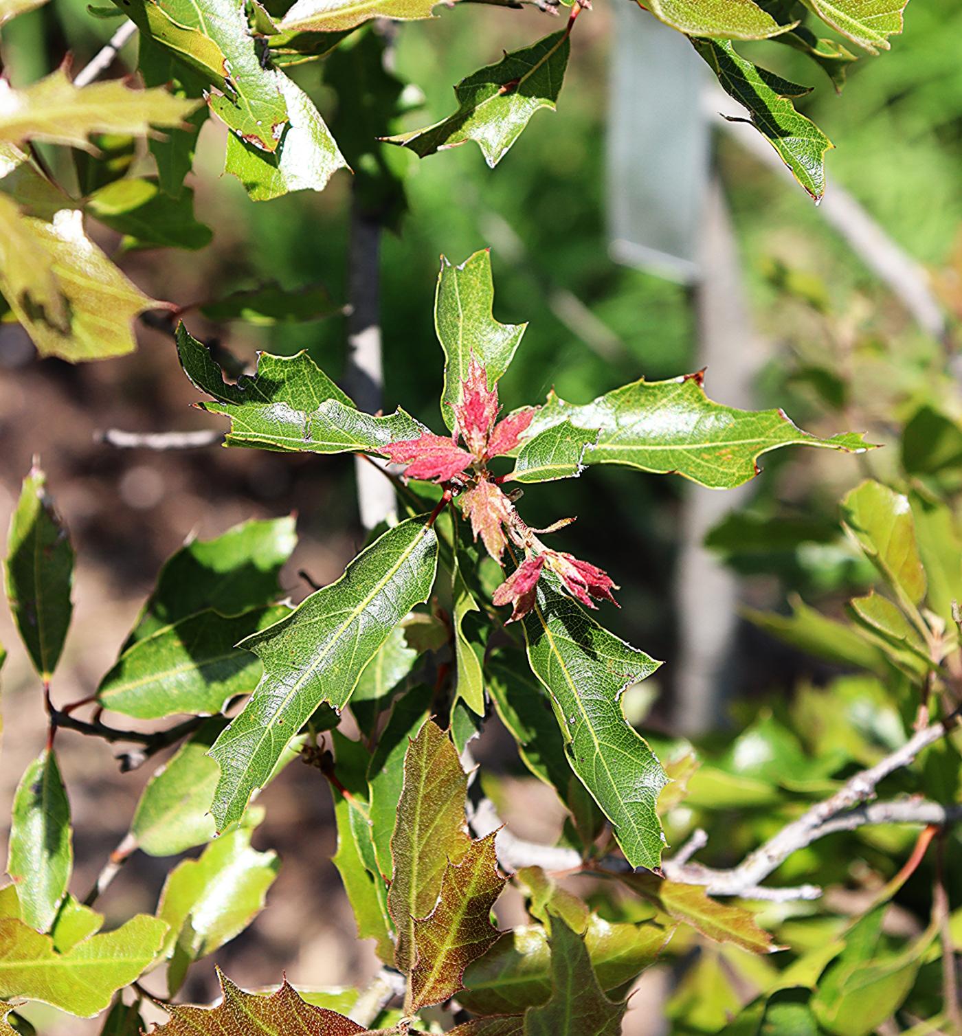 Quercus canbyi image