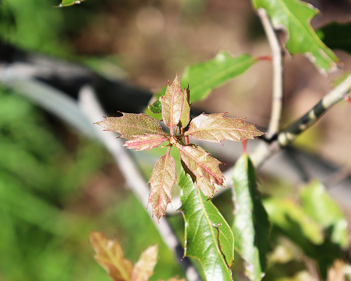 Quercus canbyi image