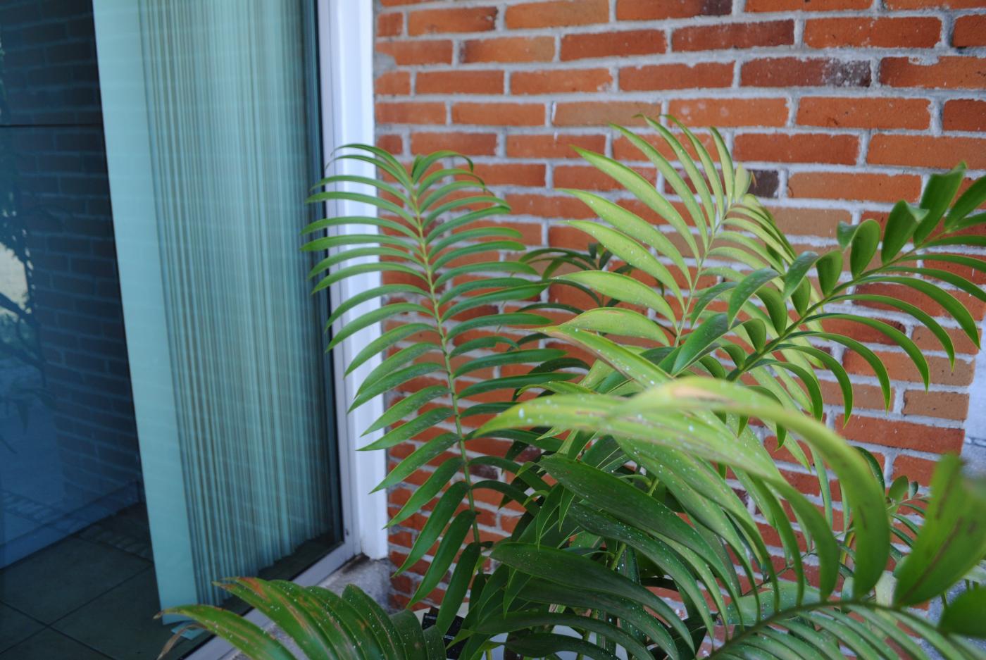 Ceratozamia delucana image