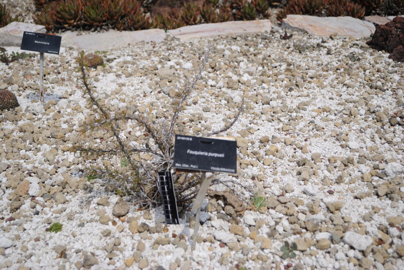 Fouquieria purpusii image